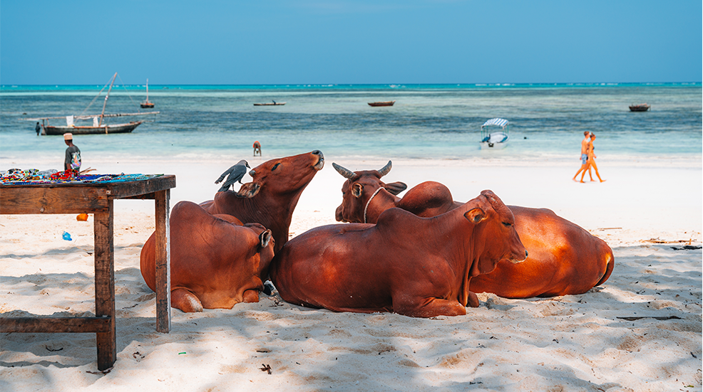 Cows on the beach , Zanzibar, Tanzania
